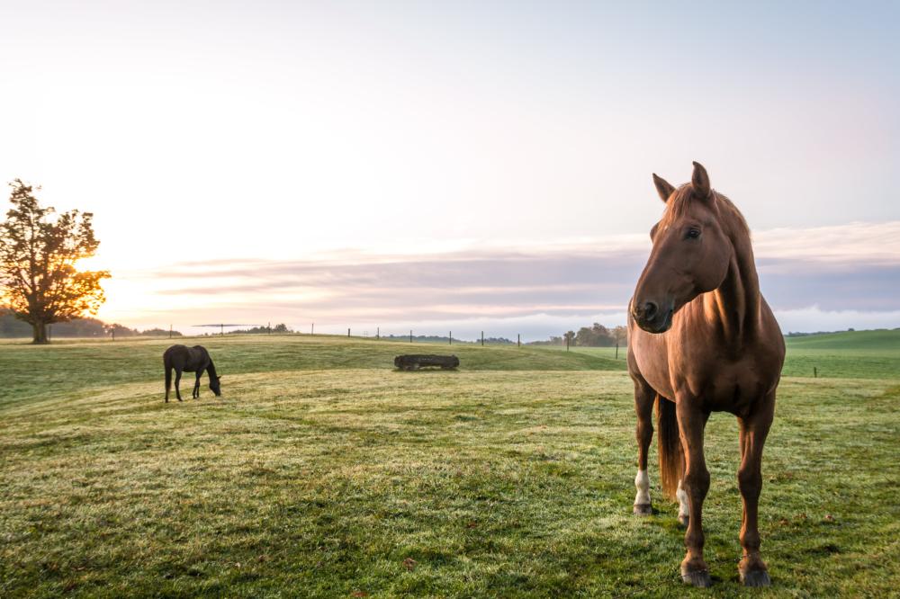 chevaux au près