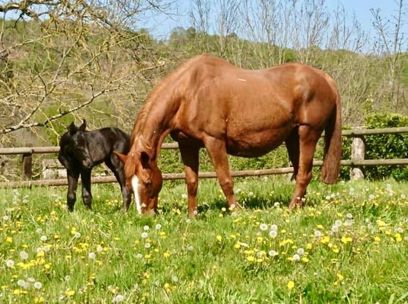 pouliche et son poulain au près