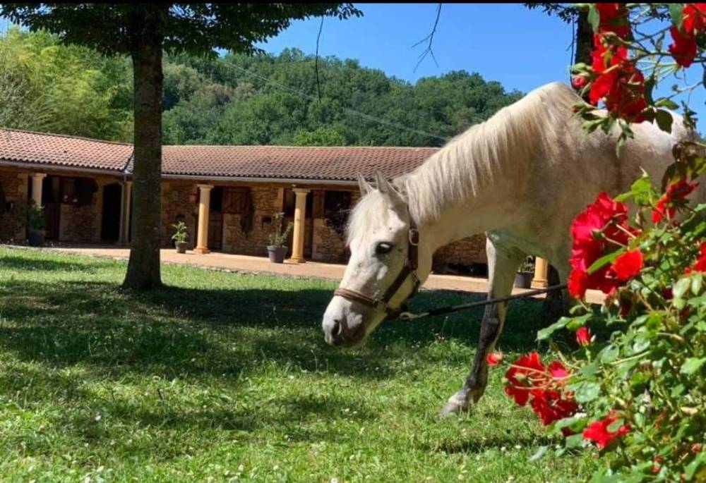 cheval gris qui broute